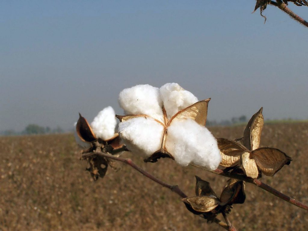 Plan de coton BCI (Better Cotton Initiative)