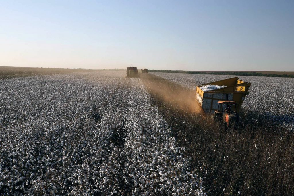 récolte dans un champs de coton BCI (Better Cotton Initiative)
